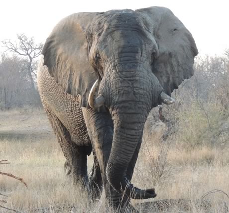 An elephant walking in the wild
